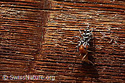 Foto: Zerbraspringspinne (Salticus scenicus) mit Beute