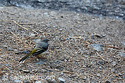 Foto: Gebirgsstelze (Motacilla cinerea)