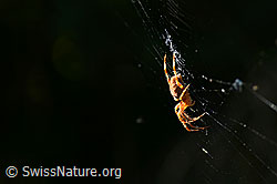 C141027: Spinne im Netz