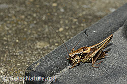 C141817: Gewöhnliche Strauchschrecke (Pholidoptera griseoaptera)