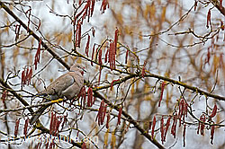 Foto: Türkentaube (Streptopelia decaocto) in Haselstrauch