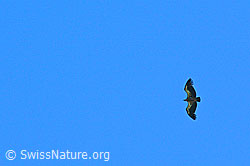 C148750: Gänsegeier (Gyps fulvus)