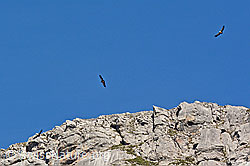 C148761: Gänsegeier (Gyps fulvus)