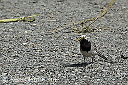 C151312: Bachstelze (Motacilla alba)