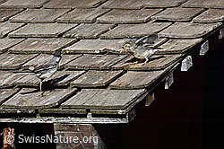 C151725: Bachstelzen (Motacilla alba)