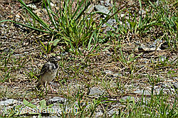 C151785: Junge Bachstelze (Motacilla alba)