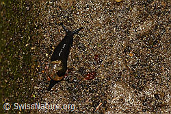 Foto: Kurze Glasschnecke (Vitrinobrachium breve)