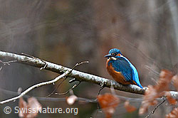 Foto: Eisvogel