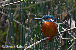 Foto: Eisvogel