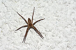 Foto: Listspinne (Pisaura mirabilis) von oben
