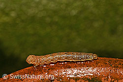 Foto: Saateule Raupe (Agrotis segetum)