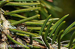 Foto: Dendryphantes rudis