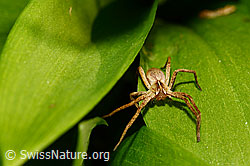 Foto: Listspinne (Pisaura mirabilis) auf Bärlauchblatt