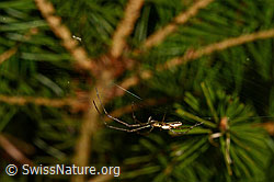 C158855: Bergstreckerspinne (Tetragnatha montana) im Radnetz