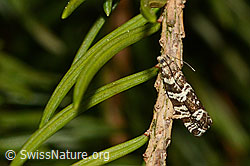 Foto: Fichtenwickler (Epinotia tedella)