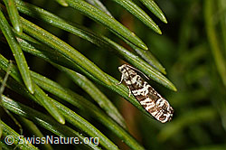 Foto: Fichtenwickler (Epinotia tedella)