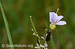 Foto: Grüner Langfühler (Adela reaumurella) an Wiesen-Schaumkraut (Cardamine pratensis)