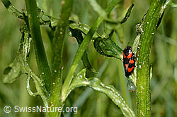 C160096: Gemeine Blutzikade (Cercopis vulnerata)