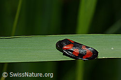 C160452: Gemeine Blutzikade (Cercopis vulnerata)