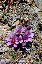 Gegenblättriger Steinbrech (Saxifraga oppositifolia) (C161304)
