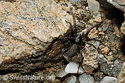 C161309: Gnaphosa lucifuga (Plattbauchspinne)