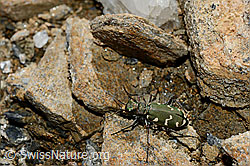 Gallischer Sandlaufkäfer (Cicindela gallica) (21.05.2020, C161335)