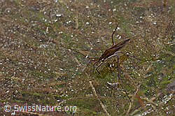Foto: Wasserläufer (Gerris costae)