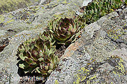 Echte Hauswurz (Sempervivum tectorum) (C161978) Echte Hauswurz (Sempervivum tectorum) (C161978)