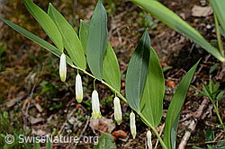 Echtes Salomonssiegel (Polygonatum odoratum) (C161989) Echtes Salomonssiegel (Polygonatum odoratum) (C161989)