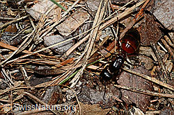 Rossameise (Camponotus cruentatus) (C162029) Rossameise (Camponotus cruentatus) (C162029)