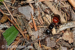 Rossameise (Camponotus cruentatus) (C162032) Rossameise (Camponotus cruentatus) (C162032)