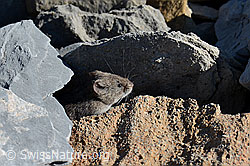 Schneemaus (Chionomys nivalis) (C162282) Schneemaus (Chionomys nivalis) (C162282)