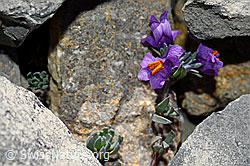 Foto: Alpen-Leinkraut (Linaria alpina)