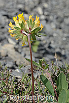 Foto: Alpen-Wundklee (Anthyllis vulneraria ssp. alpestris)