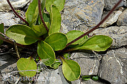 Foto: Alpenmasslieb (Aster bellidiastrum)