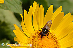 Waffenfliege (Chloromyia formosa) (C162495) Waffenfliege (Chloromyia formosa) (C162495)