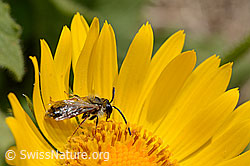 Wald-Schmalbiene (Lasioglossum fratellum) auf Grossköpfiger Gämswurz (Doronicum grandiflorum) (C162497) Wald-Schmalbiene (Lasioglossum fratellum) auf Grossköpfiger Gämswurz (Doronicum grandiflorum) (C162497)