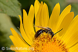 Wald-Schmalbiene (Lasioglossum fratellum) auf Grossköpfiger Gämswurz (Doronicum grandiflorum) (C162498) Wald-Schmalbiene (Lasioglossum fratellum) auf Grossköpfiger Gämswurz (Doronicum grandiflorum) (C162498)