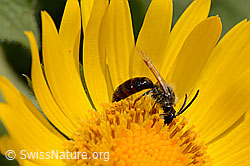 Wald-Schmalbiene (Lasioglossum fratellum) auf Grossköpfiger Gämswurz (Doronicum grandiflorum) (C162499) Wald-Schmalbiene (Lasioglossum fratellum) auf Grossköpfiger Gämswurz (Doronicum grandiflorum) (C162499)