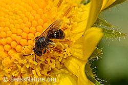 Pippau-Sandbiene (Andrena fulvago) (05.2020, C162505)