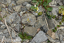 Felsen-Kugelschöttchen (Kernera saxatilis) (C162541) Felsen-Kugelschöttchen (Kernera saxatilis) (C162541)