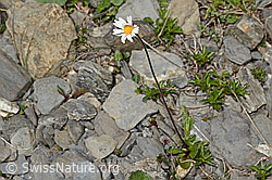 Foto: Alpenmasslieb (Aster bellidiastrum)