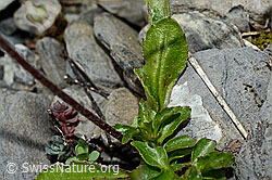 Foto: Alpenmasslieb (Aster bellidiastrum)