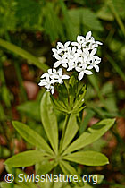 Foto: Echter Waldmeister (Galium odoratum)