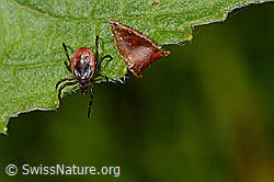 C165589: Zecke oder Gemeiner Holzbock (Ixodes ricinus)