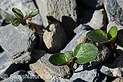 Mont Cenis-Stiefmütterchen (Viola cenisia) (C165762) Mont Cenis-Stiefmütterchen (Viola cenisia) (C165762)