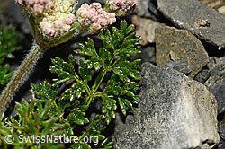 Augenwurz (Athamanta cretensis) (C165793) Augenwurz (Athamanta cretensis) (C165793)
