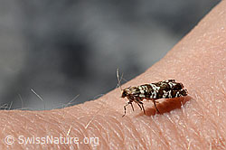 Fichtenwickler (Epinotia tedella) (C166003) Fichtenwickler (Epinotia tedella) (C166003)