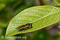 Foto: Matte Schwarzkopfschwebfliege (Melanostoma scalare)