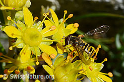 Hainschwebfliege (Episyrphus balteatus)